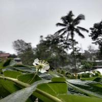 White flower and green leaves photo