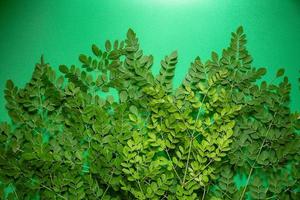 Moringa fresca hojas verdes sobre fondo verde foto