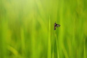 Beautiful abstract view of young paddy plants, View of paddy fields photo