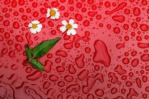 Small flowers on Red Water drops blackground