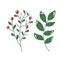 branches with leafs and seeds isolated icon vector