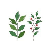 branch with leafs and seeds isolated icon vector
