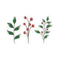 branch with leafs and seeds isolated icon vector