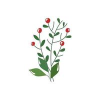 branches with leafs and seeds isolated icon vector