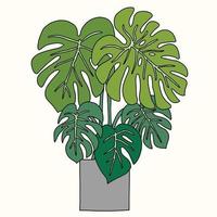 Simplicity monstera plant freehand outline drawing flat design. vector