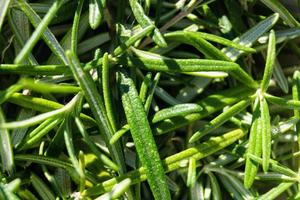 Alternative medicine with rosemary photo