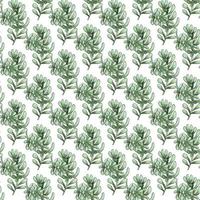 Cactus seamless pattern. vector