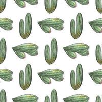 Cactus seamless pattern. vector