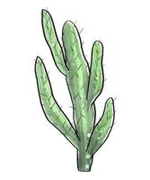 cactus en un estilo acuarela aislado sobre fondo blanco. vector