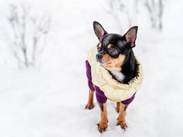 chihuahua en ropa de invierno sobre un fondo de nieve.
