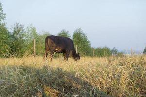 Beef cattle grazing on a hot day under intense sun and very dry grass photo