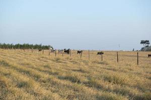 ganado de carne pastando en un día caluroso bajo un sol intenso y pasto muy seco foto