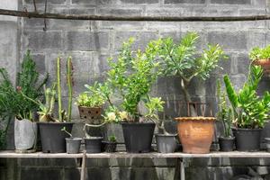 Tree in pot on wooden table with cement brick wall background photo