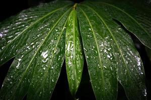 Close up water drop on leaf photo