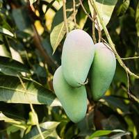 Mango on tree photo