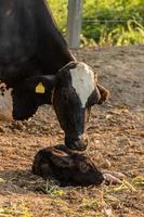 Cow eating in field photo