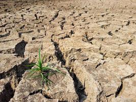 Hierba verde sobre la tierra agrietada en verano foto