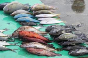 The assorted seafoods sold in fish market photo
