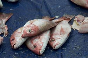 la variedad de mariscos que se venden en el mercado de pescado foto