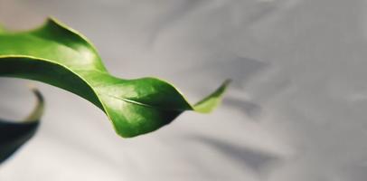 Dracena Fragrans or twist dracena wonna photo