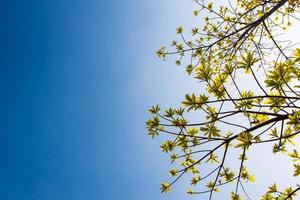 Freshness leaves on blue sky and sunlight background photo