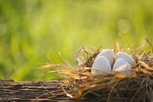 huevos en el nido con hora de la mañana foto