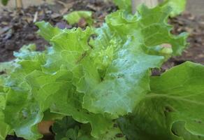 Lactuca sativa plantas en el jardín. foto