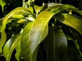 Sunshine illuminates mango leaves, beautiful and natural photo