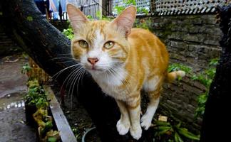 gato naranja en el tronco de un árbol foto