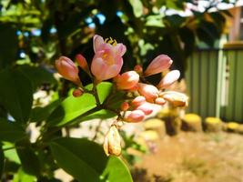 Red Buckeye flower is blooming photo