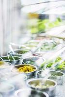 Salad bar buffet fresh mixed vegetable restaurant display detail photo