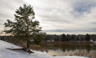 paisaje, gran abeto bajo la nieve en una orilla nevada cerca del río foto