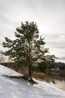 Big spruce under snow on a snowy shore near the river photo