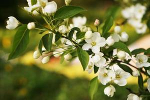 Beautiful flowers on the apple tree in nature