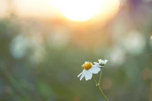 White Meadow Flower in Field with  Sunrise Soft Focus For Background
