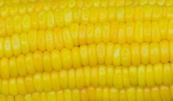 Close-up of corn photo