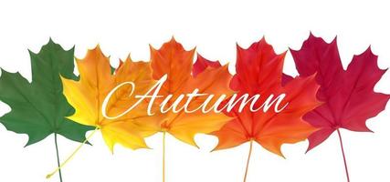 Shiny Autumn Natural Leaves Background. Vector Illustration