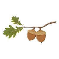 Oak branch with green leaves and acorns on a white background. vector