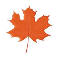 Red autumn maple leaf on a white background. vector