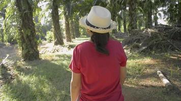 Jardinero femenino de vista trasera caminando en una plantación de palma aceitera en verano video