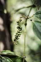 Organic peppercorn pods growing on pepper vine plant in Kampot Cambodia photo