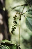 Las vainas de pimienta orgánica que crecen en la planta de vid de pimienta en Kampot, Camboya foto