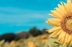 Beautiful landscape sunflower in garden photo