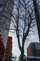 Dried tree in the street during winter time. photo