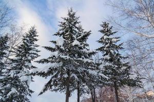 un paisaje de frondosos árboles cubiertos por la nieve foto