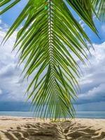 Hoja de cocotero inclinarse sobre la arena de la playa foto