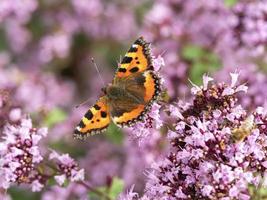 Small tortoiseshell butterfly feeding on oregano flowers photo