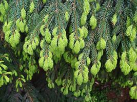 New spring growth on a Norway spruce tree photo