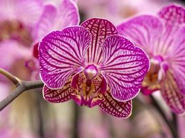 Primer plano de una flor de orquídea polilla rayada rosa