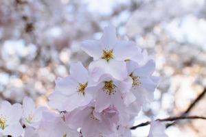 Cherry Blossoms at Tidal Basin. photo